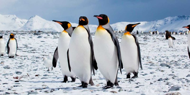 Como-sobreviven-los-pinguinos-al-frio-polar