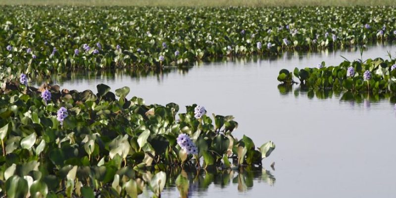 Pantanal-Foto-Bruno-Rezende-24-730x480