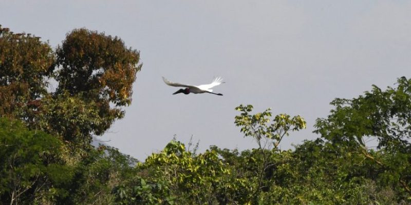 Pantanal-Tuiuiu-Foto-Bruno-Rezende-01-730x480