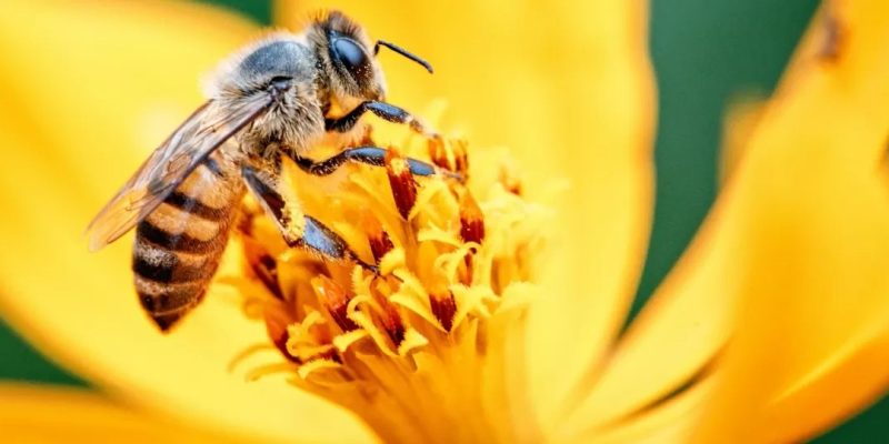 Abelha em flor, no Brasil
Imagem: cokada/Getty Images/iStockphoto