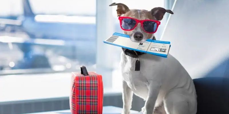 Novas regras incluem sistemas de rastreamento em tempo real, apoio veterinário especializado e comunicação direta com os tutores