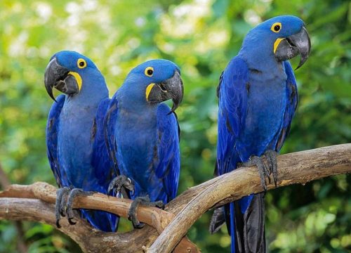 Imagens - Instituto Arara Azul/Divulgação
