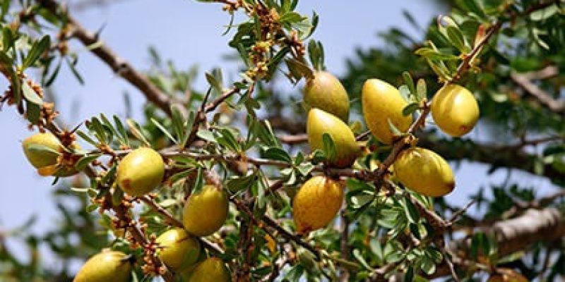 arganinia