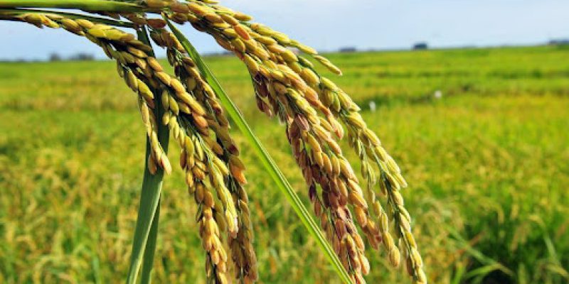 Segundo ministro, governo verificou "arrefecimento" nos preços do cereal