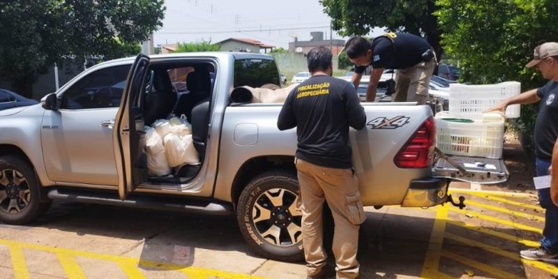 Policiais retiram de caminhonete de comerciante preso os produtos apreendidos (Foto: Adilson Domingos)