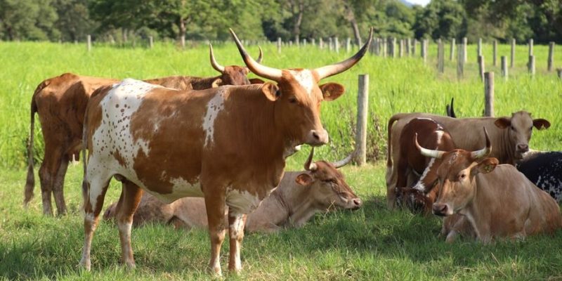 Esses animais produzem carne macia e suculenta, com bom marmoreio e leite com alto teor de gordura