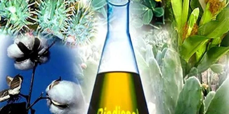 Os dados estão no Anuário Estatístico Brasileiro do Petróleo, Gás Natural e Biocombustíveis 2024