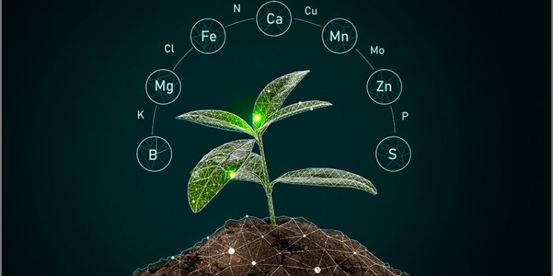 Uso de insumos biológicos tem crescido na agricultura brasileira — Foto: Divulgação