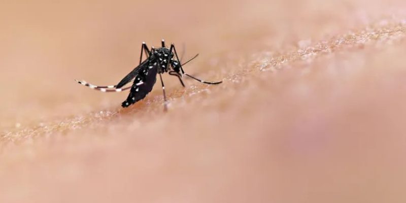 O Aedes aegypti possui características próprias, como as pintas brancas pelo corpo - Foto: Niaid
