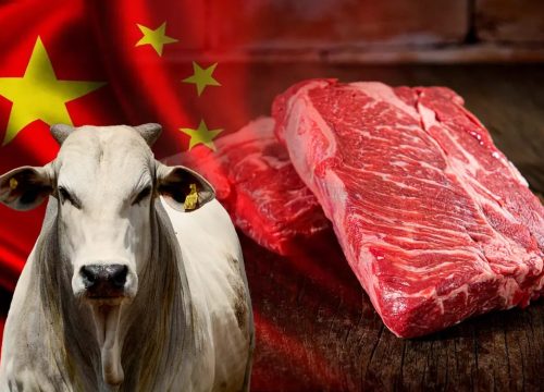 Frigoríficos exportadores estão reduzindo o ritmo de aquisição de animais