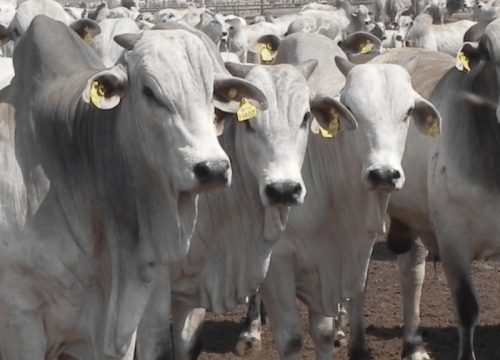 O mercado físico do boi gordo apresentou ligeiro recuo em diversas regiões