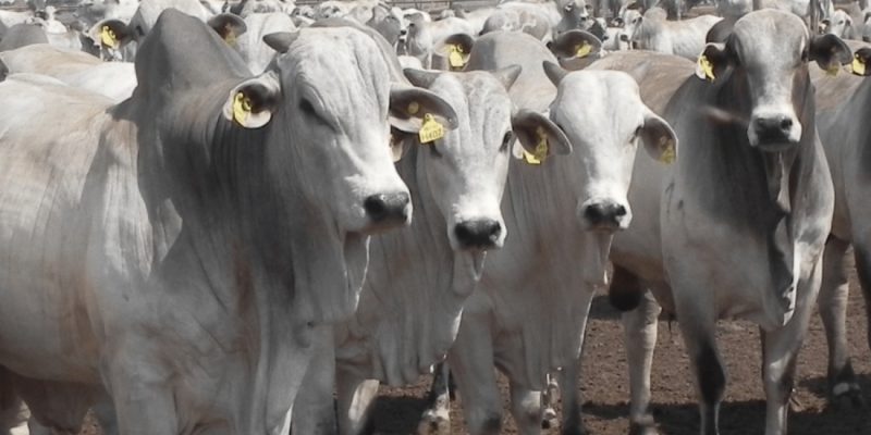 O mercado físico do boi gordo apresentou ligeiro recuo em diversas regiões