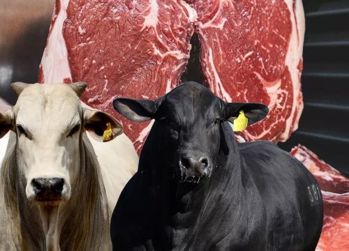 Oferta de animais ainda é restrita, impulsionando as cotações