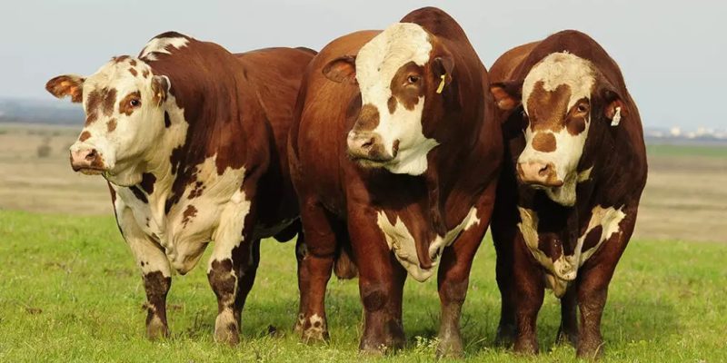 Hereford e Braford: as raças que lideraram o crescimento na pecuária em 2023