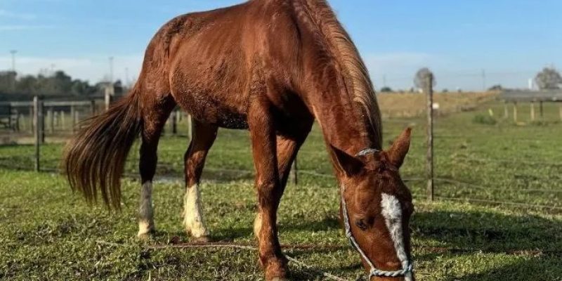 Cavalo Caramelo está na Universidade Luterana Brasileira (ULBRA), em Canoas
Instagram/Ulbra Canoas