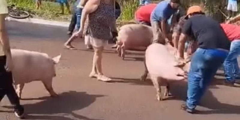 A quantidade exata de porcos no veículo ainda não foi confirmada