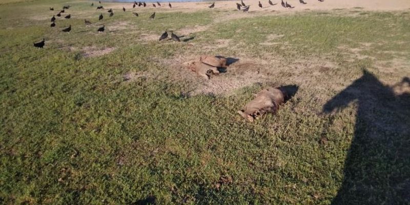 Capivaras mortas - Imagem Deleagro/Divulgação