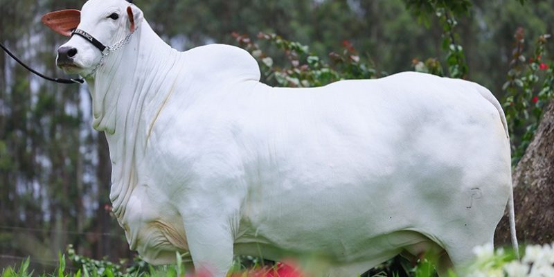 Carina FIV do Kado tem apenas 36 meses de idade é a mais importante matriz Nelore da atualidade