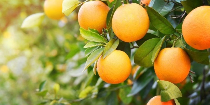 citrux