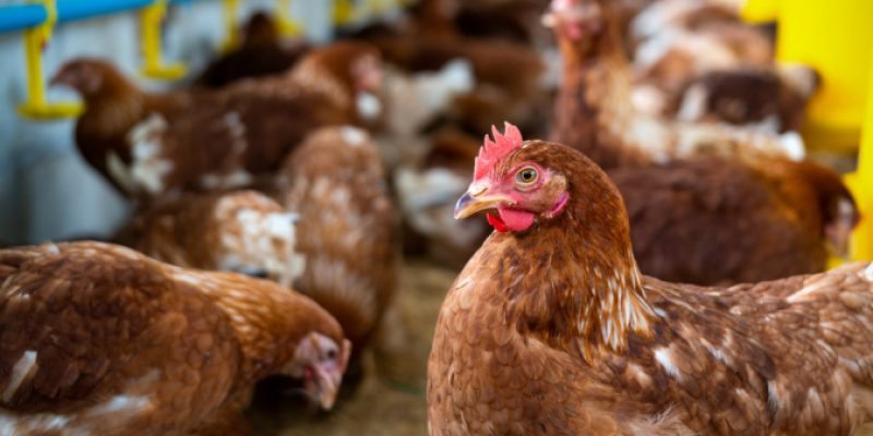 Governo reforça vigilância em populações de aves domésticas em Mato Grosso do Sul após caso de gripe aviária