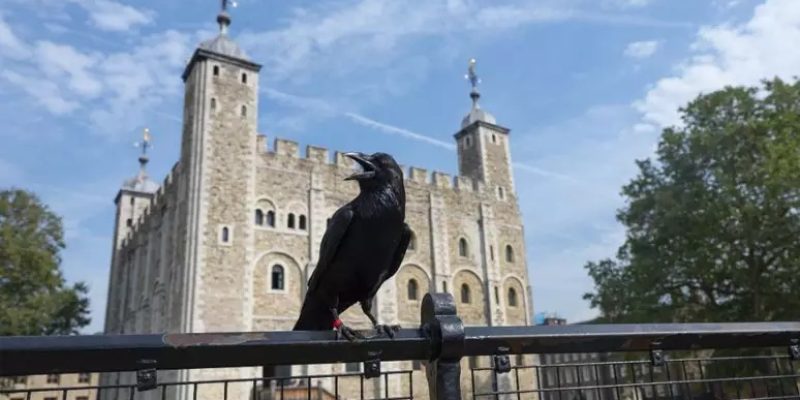 Um dos seis corvos que vive na Torre de Londres
Foto: Rasid Necati Aslim/Anadolu Agency