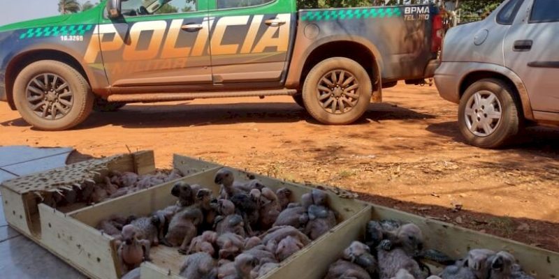 Foto: Divulgação/PMA