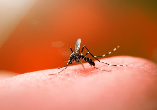 O mosquito Aedes aegypti é transmissor da dengue, Zika e Chikungunya (Foto: Internet/ Reprodução)