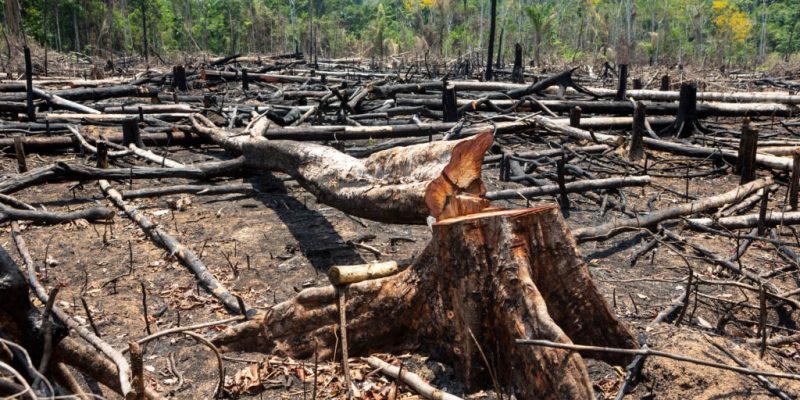 Desmatamento na floresta Amazônia/ Foto: Adobe Stock