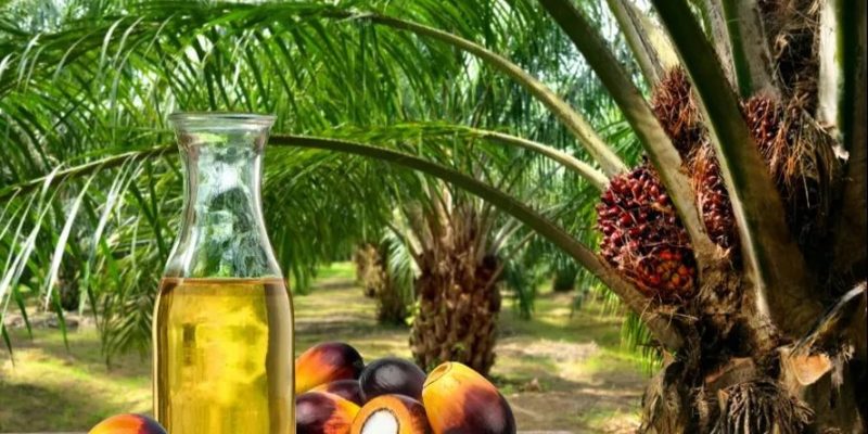 Óleo de palma tem potencial para crescimento no Brasil — Foto: DINO