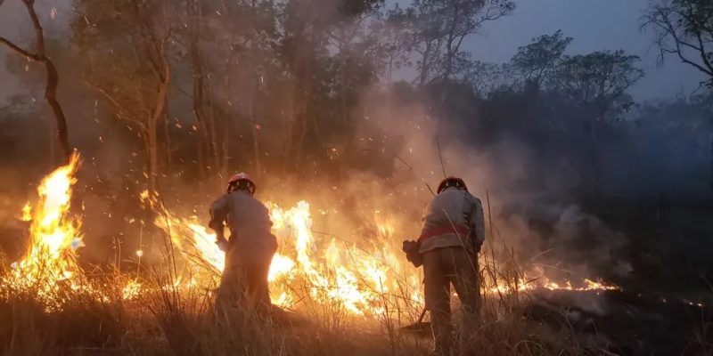 Chamas avançam em áreas de mata no Pantanal — Foto: João Paulo Gonçalves