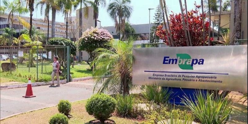 Imagem - Embrapa/Divulgação