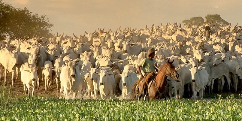Imagem - Famasul/Divulgação