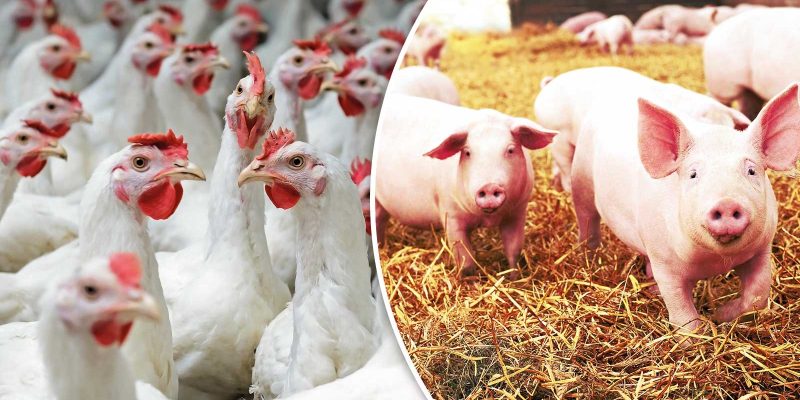 O aplicativo da Embrapa agora permite gerar relatórios dinâmicos das granjas  do usuário e das estatísticas da base de dados