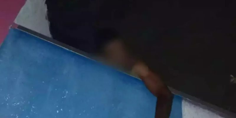 gatuno
