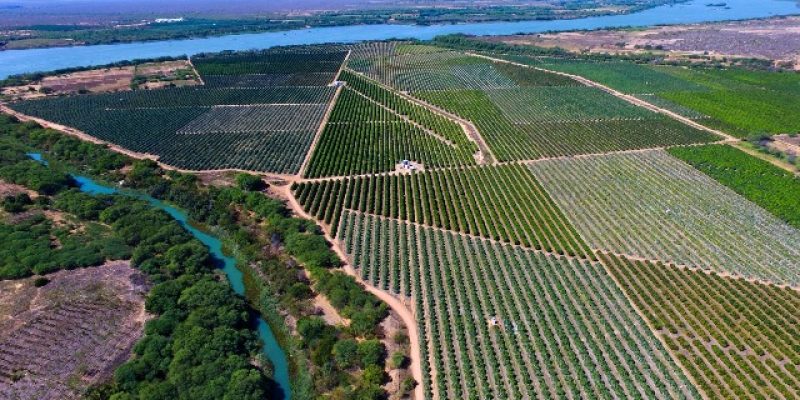 Empreendimentos produziram 4,42 milhões de toneladas de itens agrícolas em 2024