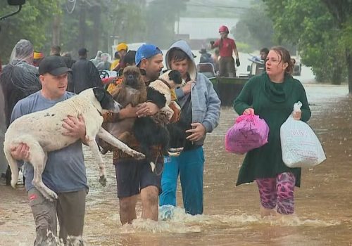 Famílias resgatam cachorros em Santa Cruz do Sul — Foto: Reprodução/RBS TV