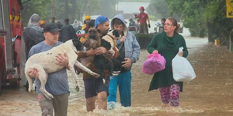 Famílias resgatam cachorros em Santa Cruz do Sul — Foto: Reprodução/RBS TV
