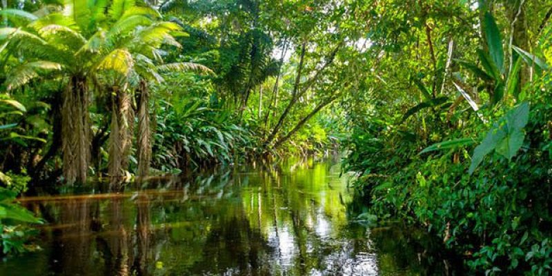 A Floresta Amazônia é formada por três estratos vegetais