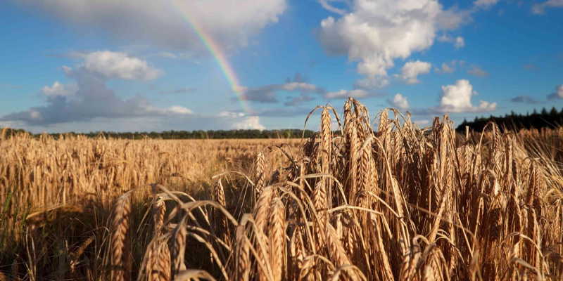 Para ser elegível ao PROAGRO, um produtor rural deve atender a certos requisitos e seguir procedimentos específicos