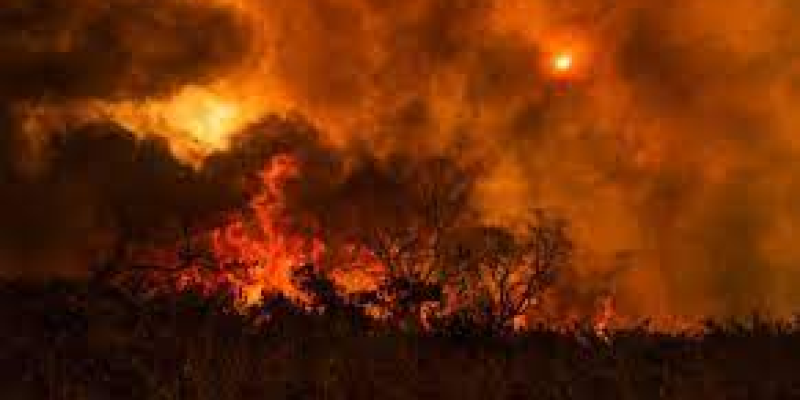 Pantanal está sendo destruído pelo fogo — Foto: Mayke Toscano - Secom - MT