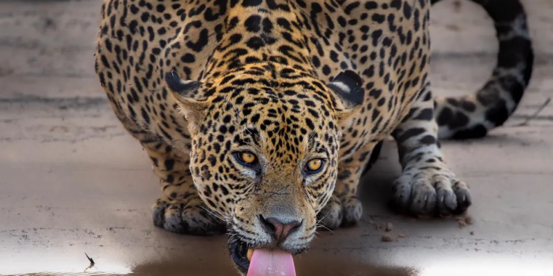 Biólogo conta que permaneceu cerca de uma hora acompanhando os passos da onça no Pantanal — Foto: Gustavo Figueirôa