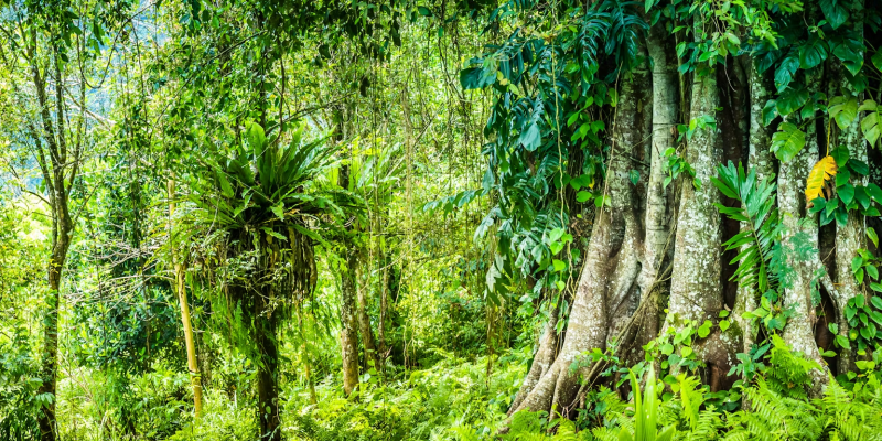 Imagem -  Igor Tichonow / Envato