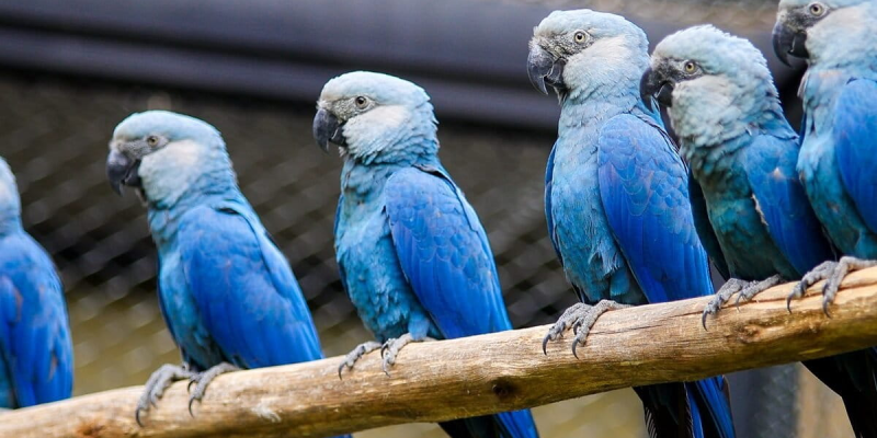 Imagem - Mongabay Brasil/Divulgação
