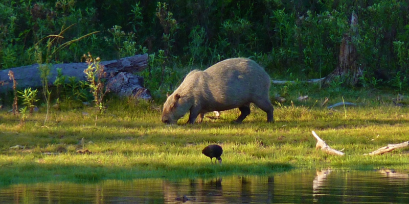 Parque Estadual do Pantanal do Rio Negro, Mato Grosso do Sul - Brasil
Foto: Julio Blay Kocinas