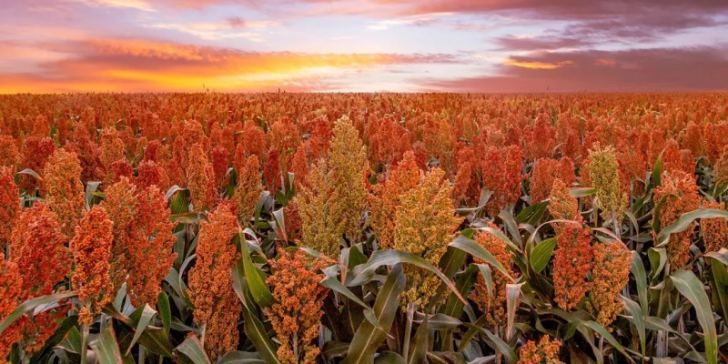 Imagem - Compre Rural