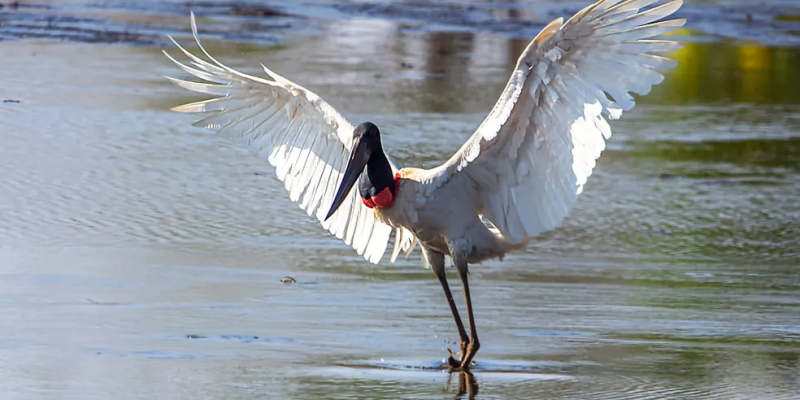 Tuiuiú - Jabiru mycteria — Foto: Geancarlo Merighi