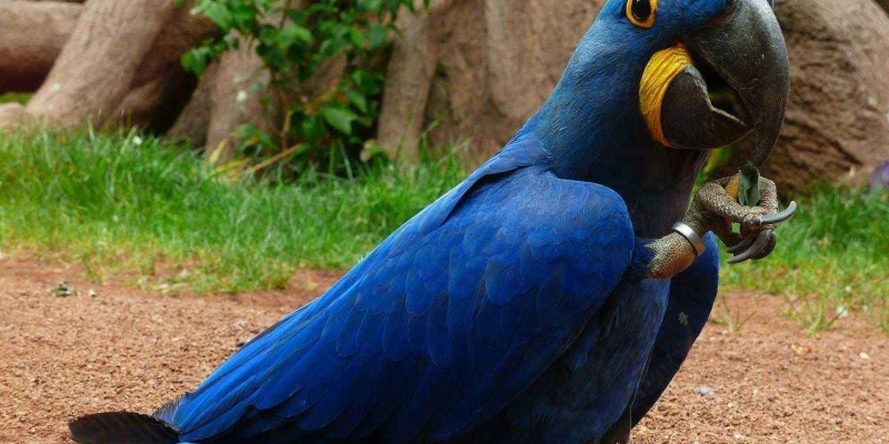 Imagem - Projeto Arara Azul