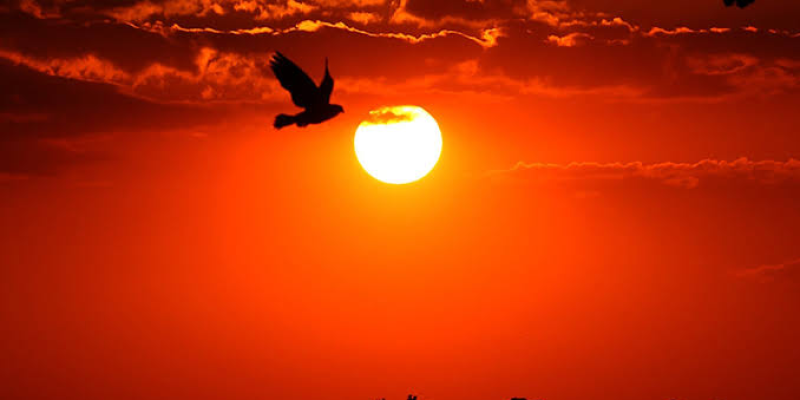 Imagem - José Fernando Ogura