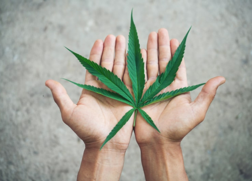 A Cannabis sativa é uma planta de grande valor para a medicina