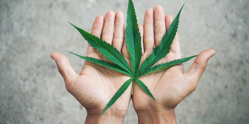A Cannabis sativa é uma planta de grande valor para a medicina